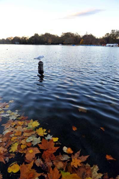 Hyde Park Londra'nın merkezinde halka açık, her sabah 05.00'ten gece yarısına kadar gezilebilecek dünyanın en büyük parklarından. Sadece gezmek, dinlenmek ve koşmak isteyenlerin hoş vakit geçirdiği bir yer değil ünlü kraliyet parkı aynı zamanda konserler başta olmak üzere pek çoketkinliğe de evsahipliği yapıyor.
<br><br>
Parkın kuzey doğusunda bulunan (Konuşmacılar köşesi) Speakers Corner düşüncelerini özgürce söylemek ve tartışmaya açmak isteyenlerin buluşma yeri.
<br><br>
Parkın yanıbaşında Kensington Bahçeleri var. Serpentine gölü parkın en güzel köşelerinden...
<br><br>
Dünyada ünlü Londra'nın simge isimlerinden Hyde Park'ta sonbahar bugünlerde tüm ihtişamıyla kendisini hissettiriyor. Ağaçların sararan yapraklarının döküldüğü parka gelen yerli ve yabancılar, sarı ve kahverengi tonların hakim olduğu sanat tablosunun içinde spor yapma ve eğlenmenin tadını çıkartıyorlar.
<br><br>
İnsanlara iyice alışmış park sakinlerinden sevimli sincaplar ise her zaman olduğu gibi yine insanların elinden yiyecek alabilmeye çabalıyor hatta alabilmek için üstlerdine dahi tırmanıyorlar.
<br><br>
Güvercinler ise her zamanki gibi nasılsa yemsiz kalmayız diyen vakar ve tokgözlülük içersinde...
<br><br>
İşte AA muhabirinin objektifinden yansıyan Hyde Park'tan sonbahar manzaraları...
<br>
(haber 7)