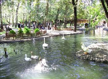 Ankara'daki Kuğulu Park'ta kuşları izlemek