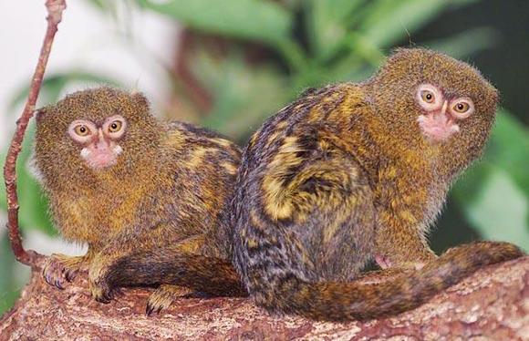 Pigme Marmoset