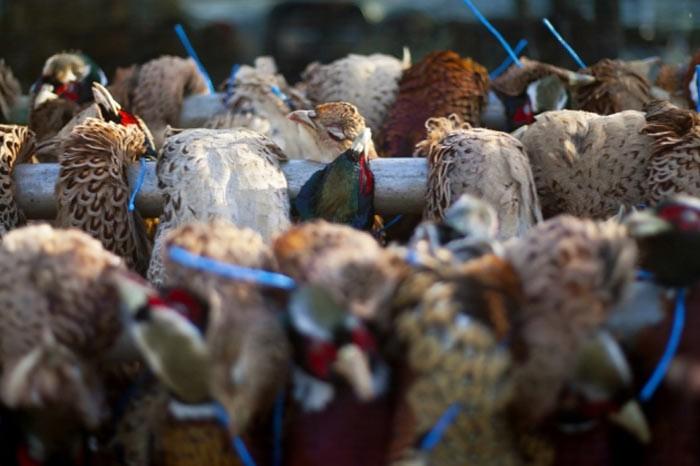 İngiltere'de her yıl düzenlenen British Wildlife Fotoğraf Ödülleri sahiplerini buldu. Bu yılın birincisi,Sula Sgeir denilen küçük ve ıssız bir İskoç adasında çektiği denizanası fotoğrafıyla Richard Shucksmith oldu. İşte yarışmada dereceye giren vahşi yaşamın içinden etkileyici kareler