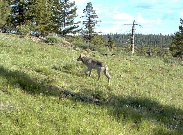 ADD'nin Oregon eyaletinde, (Oregon Department of Fish and Wildlife) balık ve doğal yaşam alanlarını koruma ünitesinin takibindeki doğal yaşam alanında dünyaya gelen gri erkek kurt, kendisine bir dişi kurt bulabilmek için yaşadığı parktan çıkarak aylarca tek başına dolaştı.
<br><br>
2009’da dünyaya gözlerini açan kurt, 2 yaşına geldiğinde bir eş bulabilmek için babası ve kardeşini terk ederek yola çıktı.
<br><br>
ABD’li görevlilerin tehlikelere karşı takip için kulağına taktığı çip sayesinde izini sürdüğü OR-7 kod adlı erkek kurt, 10 Eylülde çıktığı yolculuğununda zig zaglar çizerek eş bulmak için tam 730 mil (yaklaşık 1175 kilometre) yol kat etti.
<br><br>
Bu arada kendisine yabancı yaşam alanlarından geçen, köpek sürüleri ile karşı karşıya gelerek zor anlar yaşayan, diğer kurtlara da rastlayan genç kurt 19 Kasımda eyaletin Medford bölgesine ulaştı ama ne yazık ki iki aylık yolculuk sonunda kendisine uygun eş bulamadı.
<br><br>
Bu hikayenin mutlu sonla bitmemesi üzücü ama sürpriz değil çünkü talihsiz gri kurdunmacerası samanlıkta iğne aramaktan faksızdı. Yaşadığı topraklarda şu ana dek sadece 14 kurt yaşadığı tespit edilebilmiş durumdaydı.
<br><br>
Talihsiz kurdun talihsizliği bununla da bitmedi çünkü umudu kestiği zaman dönüş içinde 320 mil (yaklaşık 515 kilometre) yürümek zorundaydı.
<br><br>
(Haber 7 - AP)