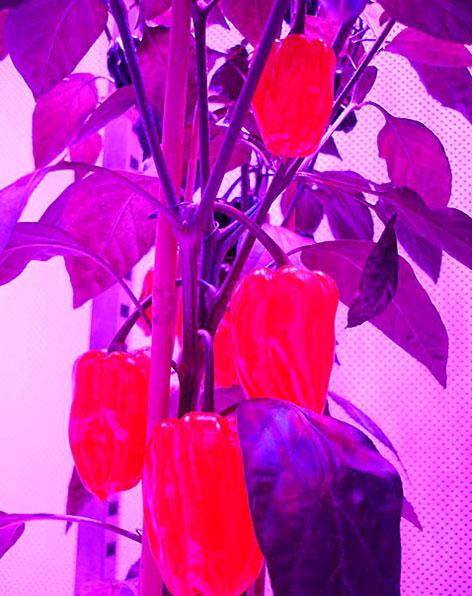 Hollandalı bilim adamları, laboratuardaki güneşsiz ortamda sadece suni ışık kullanarak sebze ve değişik türlerde bitkiler yetiştirdi. Proje sayesinde çöller, buzullar ve hatta sığınaklar tarıma açılabilecek.