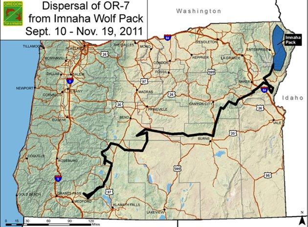 ADD'nin Oregon eyaletinde, (Oregon Department of Fish and Wildlife) balık ve doğal yaşam alanlarını koruma ünitesinin takibindeki doğal yaşam alanında dünyaya gelen gri erkek kurt, kendisine bir dişi kurt bulabilmek için yaşadığı parktan çıkarak aylarca tek başına dolaştı. 
<br><br>
2009’da dünyaya gözlerini açan kurt, 2 yaşına geldiğinde bir eş bulabilmek için babası ve kardeşini terk ederek yola çıktı.
<br><br>
ABD’li görevlilerin tehlikelere karşı takip için kulağına taktığı çip sayesinde izini sürdüğü OR-7 kod adlı erkek kurt, 10 Eylülde çıktığı yolculuğununda zig zaglar çizerek  eş bulmak için tam 730 mil (yaklaşık 1175 kilometre) yol kat etti. 
<br><br>
Bu arada kendisine yabancı yaşam alanlarından geçen, köpek sürüleri ile karşı karşıya gelerek zor anlar yaşayan, diğer kurtlara da rastlayan genç kurt 19 Kasımda eyaletin Medford bölgesine ulaştı ama ne yazık ki iki aylık yolculuk sonunda kendisine uygun eş bulamadı.
<br><br>
Bu hikayenin mutlu sonla bitmemesi üzücü ama sürpriz değil çünkü talihsiz gri kurdunmacerası samanlıkta iğne aramaktan faksızdı. Yaşadığı topraklarda şu ana dek sadece 14 kurt yaşadığı tespit edilebilmiş durumdaydı.
<br><br>
Talihsiz kurdun talihsizliği bununla da bitmedi çünkü umudu kestiği zaman dönüş içinde 320 mil (yaklaşık 515 kilometre) yürümek zorundaydı.
<br><br>
(Haber 7 - AP)