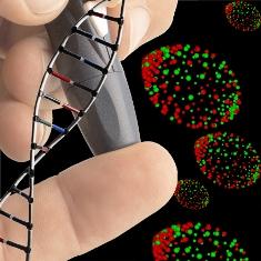 <strong>Kök Hücre İzolasyonu (Ann Tsukamoto)  </strong> <br><br>