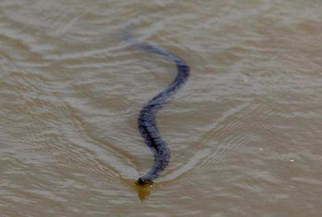 ABD'de Mississippi Nehri'nin taşması sonucu Memphis kentinin büyük bölümü sular altında kalırken, sel sularında çok sayıda yılan ve zehirli böceğin görülmesi büyük panik yarattı.