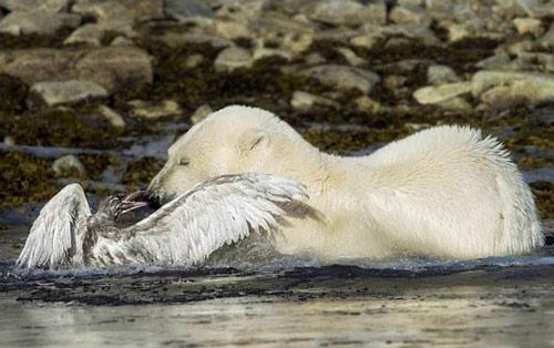 100 kiloluk fokları sadece birkaç dakika içinde midesine indirebilen kutup ayısı, sadece birkaç yüz gramlık martıyı çerez yapmaya kalkışınca başına olmadık işler açtı.