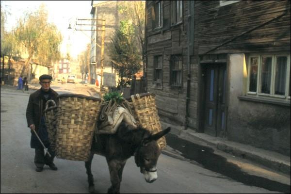 SEBZECİ