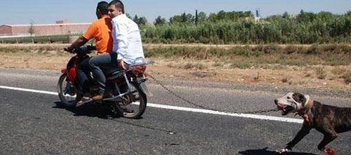 <b>Burası da Şanlıurfa... </b><br><br>
Şanlıurfa  Akçakale karayolunda motosikletli gencin zincirle bağladıkları bir köpeği peşlerinden koşturduklarını ve köpeğin ayaklarının kanlar içinde kalmış olduğunu gören aynı güzergâhta seyir halinde olan oto sürücüleri isyan etti...