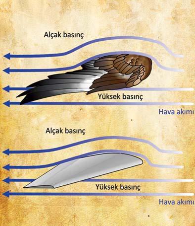 Kanat
Helikopter ve uçağın temel uçuş ilkeleri hemen hemen aynı; her şey kanat yapısına bağlı. Tipi ya da kullanım amacı ne olursa olsun, bir uçağın kanadına yakından bakınca, üst yüzeyin alt yüzeye göre kavisli yapıda olduğunu görürüz. İlk bakışta musluktan damlamak üzere olan bir su damlasını andıran, havacılık jargonunda airfoil denen bu yapı hava akımına maruz kalınca yerçekimine zıt yönde taşıma kuvveti üretir. Bunun için kanadın alt ve üst yüzeylerindeki hava akışının, ağırlığa göre belli bir hıza ulaşması şart.