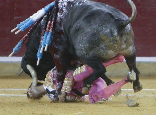 İspanya'nın en popüler matadorlarından Juan Jose Padilla bir an sendeleyince boğanın altında kaldı. Matador diğer arkadaşlarının yardımıyla ölümden döndü.