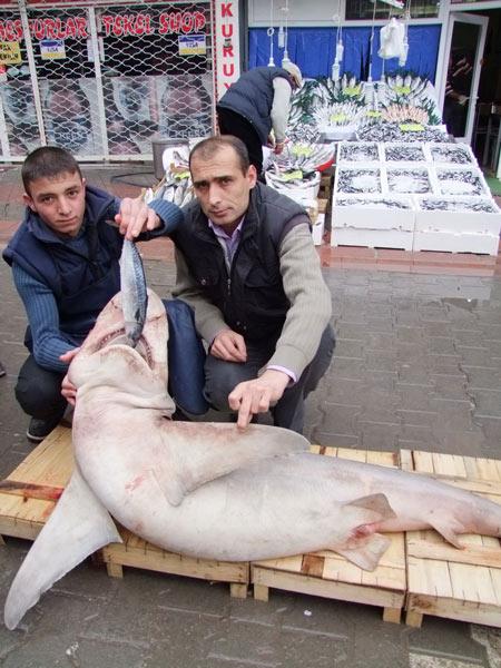 Liman Balıkçılık'ın Karadeniz'den getirdiği balığa vatandaşlar, 'Camgöz' ismini verdi. İlgi çekmek amacıyla 60 kilo ağırlığındaki köpek balığı, 3 gün boyunca sergilenecek.