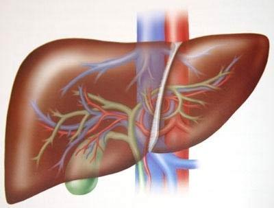 B1, B2 vitaminlerinin bir arada bulunmasından dolayı karaciğeri kuvvetlendirir.