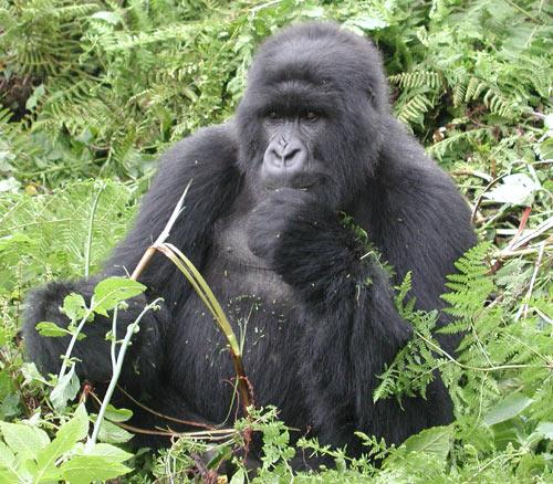 Bilimadamları, vahşi doğada yaklaşık 720 tane kadar kalan dağ gorillerinin (Gorilla beringei beringei)neslinin tükenmekte olduğunu düşünüyor. Rwanda ve Uganda sınırındaki Kongo Cumhuriyeti'nin doğu bölümünde Virunga Milli Parkı'nda 200'den fazla dağ gorili yaşıyor. Kaçak avlanma ve doğal yaşam alanlarının tahribatı hayvanların neslinin tükenmesine neden oluyor. WWF, Afrika'nın kalbindeki dağlarda gorillerin ormanlarını korumak için çalışıyor.