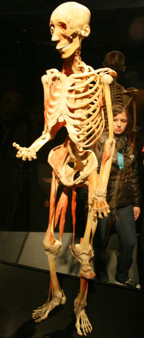 İskelet sisteminin plastinasyon hali...