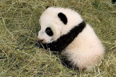 Çin'deki bir araştırma merkezinde yavru pandaları panda kıyafeti giymiş görevliler muayene ediyor. fotoğraflar AP