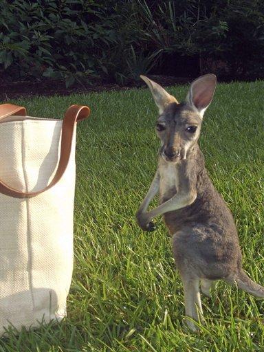 La. Skippy adı verilen kangru yavrusu annesi tarafından istenmeyince, hayvanat bahçesi görevlileri ve ziyaretçilerin sevgilisi oldu.