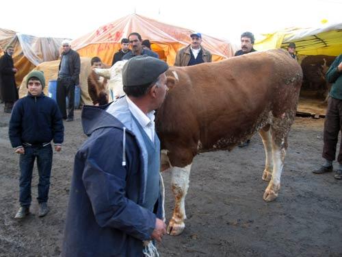 Bağcılar'da kurulan kurban pazarında 'en büyük kurbanlık kimde?' tartışması yaşandı. 400 çadırlık pazarda, en büyük kurbanlıklar görücüye çıkarken, satıcılar arasında 'en büyük kurbanlık kimde?' tartışması yaşandı.