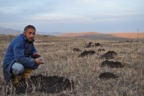 &Ccedil;ift&ccedil;iler, &ouml;nceki senelerde tilkilerin kışın karlar altında tarlalardaki fareleri avlayarak karınlarını doyurduğunu ifade ederek, "Ancak bu yıl geciken kış, yabani hayvanlara yaradı. Tilkiler, başka yerlerden yiyecek temin edebildiği i&ccedil;in fare avına &ccedil;ıkmadı. Durum b&ouml;yle olunca tarlalar farelere kaldı." ifadelerini kullandı. 
<br><br>
Tarlaları işgal eden farelerin yer altından &ccedil;ıkardıkları toprakla arazilerde t&uuml;msek oluşturduğunu dile getiren &ccedil;ift&ccedil;iler, bu durumun ise araziler ekili olmadığı i&ccedil;in zararı olmadığını kaydetti.
