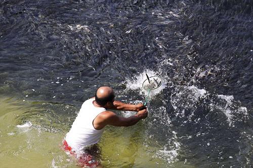 Balıkları Japonya depreminin neden olduğu tsunami dalgalarının buraya s&uuml;r&uuml;klediği tahmin edildi.