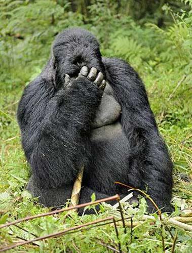 Ruanda'nın yüksek dağlarında yaşayan goril ailesini çekmeye giden vahşi doğa fotoğrafçısı Andy Rouse, alkollü bambu sapını yiyen gorillerin komik hallerini böyle görüntüledi.