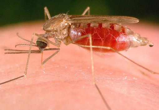 MOSQUITO/SİVRİSİNEK;
Bazı sivrisinekler taşıdıkları sıtma mikrobu yüzünden bir yıl içerisinde iki milyondan fazla insanın ölümüne sebep olurlar.