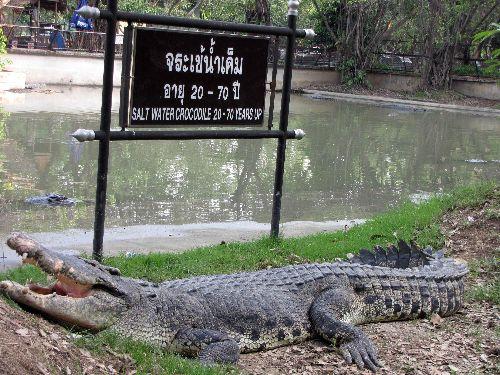 Başkent Bangkok'a 30 kilometre mesafedeki Nakhon Pathon'da bulunan Sampran Fil Kampı'ndaki timsah gösterileri izleyicilere heyecanlı anlar yaşatıyor.