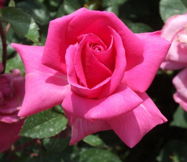 Pembe gül: Gönlüm sende