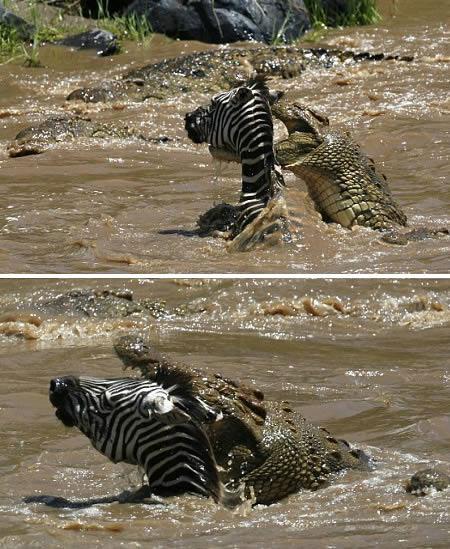 <p> Zebra timsaha karşı 
<p>En çetin çekişmelerden biri. Fakat zavallı zebra aç timsahın dişleri arasından kurtulamıyor.