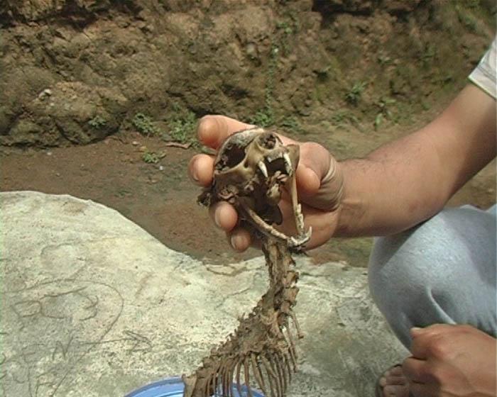 Rize'nin Pazar ilçesine bağlı Aktaş köyünde, yaklaşık 350 yıllık bir evin altında yapılan kazıda bulunan iskelet, görenleri şaşırtıyor. İskeletin bir dinazora ait olabileceği öne sürüldü.