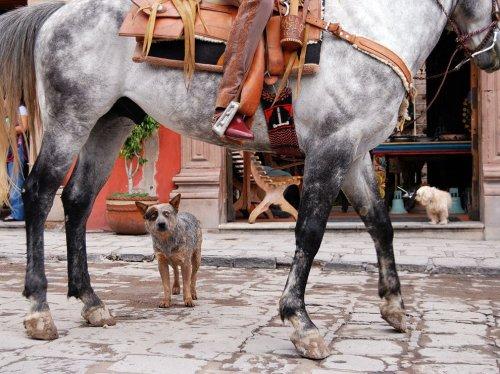 San Miguel de Allende, Meksika