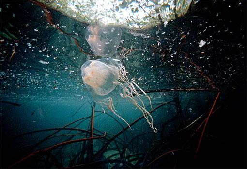 AUSTRALIAN BOX JELLYFISH/AVUSTURALYA DENİZANASI;
Deniz yaban arısı olarak tanınan ve salata kâsesine benzeyen denizanaları, 15 metre uzunluğunda 60 civarında dokunaça sahiptir.
Her dokunacı 5000 ısırgan hücreye sahiptir.Taşıdığı toksinler 60 insanın ölümüne sebep olacak kabiliyettedir.