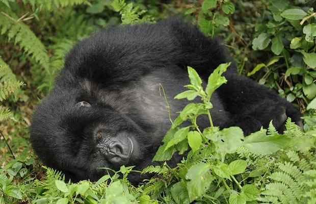 Ruanda'nın yüksek dağlarında yaşayan goril ailesini çekmeye giden vahşi doğa fotoğrafçısı Andy Rouse, alkollü bambu sapını yiyen gorillerin komik hallerini böyle görüntüledi.