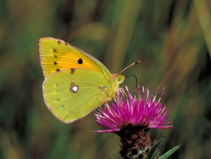 <p><strong><span style="text-decoration: underline;"><span style="color: #0000ff;">Colias crocea (Sarı azamet)</span></span></strong><br /><br />Uçarken sarı-turuncu rengi ile göze çarpan bu kelebeği hemen her türlü açık alanda görebilmek mümkündür. Kışın bitimiyle uçmaya başlar ve sonbaharın sonuna kadar görülebilir.</p>