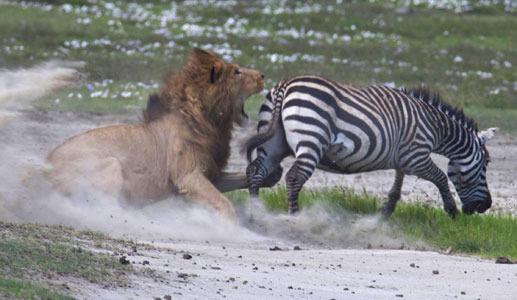 Tanzanya'da bir zebra, aslana yem olmaktan son anda kurtuldu. Bu ilginç an bir çok doğa fotoğrafına imza atmış 63 yaşındaki ünlü Vahşi Hayat Turları operatörü Thomas Whetten tarafından görüntülendi.