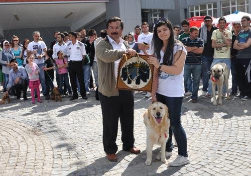 Karamanoğlu Mehmetbey Üniversitesi(KMÜ)de 15 köpeğin katılımıyla Köpek güzellik yarışması yapıldı.