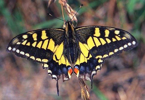 <p><strong><span style="text-decoration: underline;"><span style="color: #0000ff;">Papilio machaon (Kırlangıçkuyruk)</span></span></strong><br /><br />Ön kanadının siyah bazal bölgesi, çarpıcı kırmızı benekleri ve mavi bantları ile<br />benzer kırlangıçkuyruklardan ayrılır. Bahar başından sonbahar sonuna kadar gözlemlenebilir.</p>