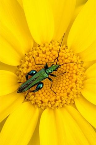 İngiltere'de her yıl düzenlenen British Wildlife Fotoğraf Ödülleri sahiplerini buldu. Bu yılın birincisi,Sula Sgeir denilen küçük ve ıssız bir İskoç adasında çektiği denizanası fotoğrafıyla Richard Shucksmith oldu. İşte yarışmada dereceye giren vahşi yaşamın içinden etkileyici kareler