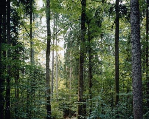 Thomas Struth
Cennet dizisi