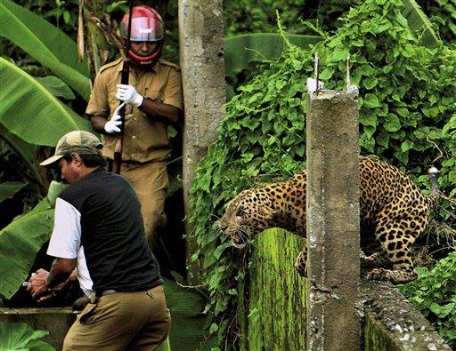 Orman güvenliğinden sorumlu görevliye saldırdıktan sonra kaçan leoparı sakinleştirmek zor oldu.