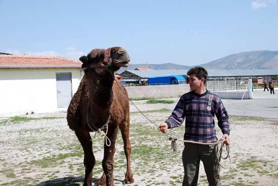 Isparta'da bazı işadamı ve esnaflar, Belediye Başkanı Hasan Balaman'ın başkanlık yarışını kaybetmesinin ardından deve kurban ederek kazanlarda helva kardı. Kesilen devenin eti pilav ve helva ile halka dağıtılacak.