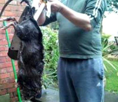 Ortalama bir sıçandan iki kat büyük olan rodent cinsi farelerin büyük bir kısmı, Güney Amerika'daki 'süper fareler'den daha büyük olabiliyor. (Akşam)