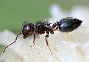 <p><span style="color: #000080;"><strong>KARINCA</strong></span><br /><br />Karıncanın bacağında tarak vardır. Sık kıllardan meydana gelen tarakla antenlerini temizler. Kursaklarında besin taşır. Aç bir arkadaşı ile karşılaştığında kursağını arkadaşına dayar ve besler. Bu olaya trofalazi denir. Dadı karıncalar kraliçe tarafından kendilerine teslim edilen larvaları havalandırır, bakar Gençler çalışır,yaşlılar hoşgörü ile karşılanır. Karıncalarda soğuk havada kullanmak üzere % 10 gliserol vardır.<br /><br />Brezilyanın geniş çayırlarında yaşayan şemsiye karıncalar yuvalarını kurmak için 250 m3 toprak yığarlar Her karınca ömrü boyunca 1 kg toprak taşıyor. Yani kendi ağırlığının 5000 katı. Aynı biçimde bir çalışma ile insan topluluğunun gökdelen yapılması söylenseydi, her birimize 350 ton tuğla taşımak gerekirdi. <br />Karıncalar cemaatçidir. 3-4 m yükseklikte 100 m2 yer kaplayan binalar yapan termitlerde. Termitlerin binaları içinde yollar,hava yolları,besin depoları, melike ve kurtçuklar için özel odalar vardır. Termit(karınca)tepesi çelik bir levha ile ikiye bölündü. Buna rağmen yaşamlarını sürdürdüler. Her iki melike karınca hapsedildi yine iş devam etti ama kraliçe öldürülünce yapı durdu.<br />Avustralyalı Bayan Sidney karıncaların cenaze törenini anlatıyor. Karıncalar ikişer ikişer sıralanarak cesetlerin bulunduğu yere intizamla geldiler. İki karınca ilerledi ve arkadaşlarından birinin cesedini aldı,sonra diğer ikisi ilerledi sonuna kadar hepsi aynı şeyi yapınca,artık karıncalar yürümeye hazırdı. Herkes intizamla ilerlerken tembel olan bazıları cenazeden kaçındı. Bunlara hepsi çullandı,tek mezara attılar,cenaze töreni yapılmadı.<br /><br /></p>