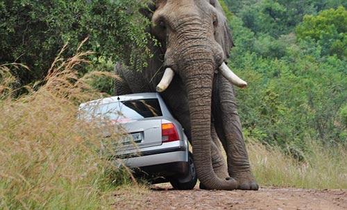 Güney Afrika'nın Johannesburg kentinde bir doğal parkta 5 tonluk fil, içinde iki kişinin bulunduğu otomobile oyuncak araba muamelesi yaparak, kendine ait patika yolundan uçuruma itti. O anlar kare kare fotoğraflandı: