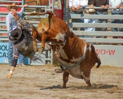 Rodeo esnasında yaşanan tehlikeli anlar...