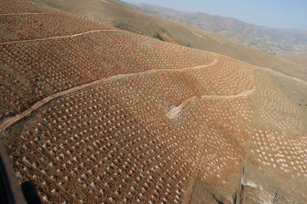 Bey Dağı ağaçlandırma projesi kapsamında bölgeye 5 milyona yakın fidan dikimi yapıldı. Bizzat ağaçlandırma yapılan alana giderek yapılan çalışmaları fotoğrafladık.