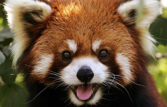 Kızıl Panda Kızıl Panda'lar bambu ile beslenmektedir. Çin'in güneyi ve Nepal'de görülmeltedir.