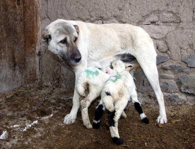 Aradan birkaç gün geçti ve 4 yavru kuzu, 7 aylık yavrusu bulunan kangal cinsi köpek 'Boncuk'tan süt emmeye başladı.