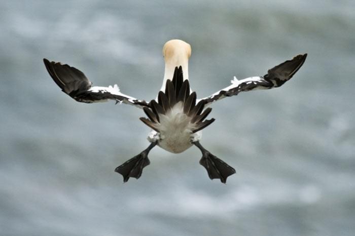 İngiltere'de her yıl düzenlenen British Wildlife Fotoğraf Ödülleri sahiplerini buldu. Bu yılın birincisi,Sula Sgeir denilen küçük ve ıssız bir İskoç adasında çektiği denizanası fotoğrafıyla Richard Shucksmith oldu. İşte yarışmada dereceye giren vahşi yaşamın içinden etkileyici kareler