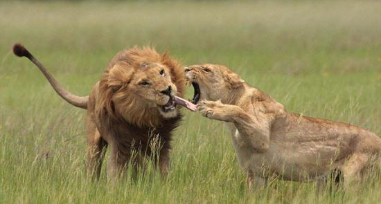 Ünlü doğa fotorafçısı Lee Wittarm'ın geçen ocak ayında Botswana'nın Okavango Deltası'nda, aslanlarla ilgili yeni belgeselinin çekim çalışmaları sırasında, yavrularının babası olan erkek aslanla dişi aslanın kavgaya tutuştukları an, objektife yakalandı.