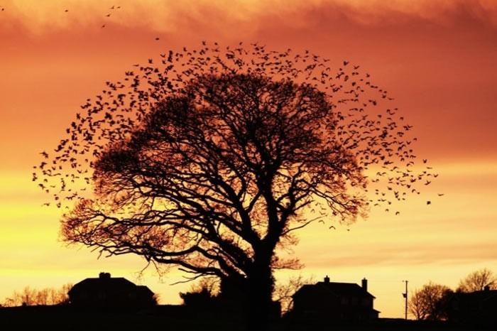 İngiltere'de her yıl düzenlenen British Wildlife Fotoğraf Ödülleri sahiplerini buldu. Bu yılın birincisi,Sula Sgeir denilen küçük ve ıssız bir İskoç adasında çektiği denizanası fotoğrafıyla Richard Shucksmith oldu. İşte yarışmada dereceye giren vahşi yaşamın içinden etkileyici kareler